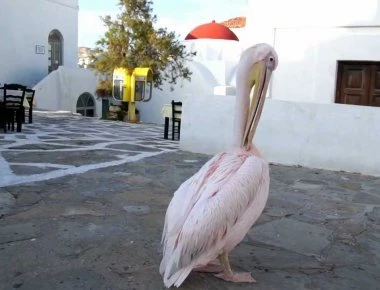 Απίστευτο κι όμως αληθινό! Ο Πέτρος ο πελεκάνος ενοχλήθηκε από την Σταμάτη- Δείτε τι του έκανε